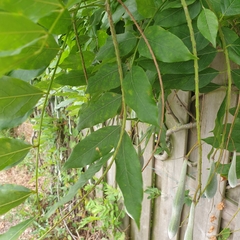 Wisteria floribunda