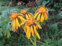 Ligularia japonica