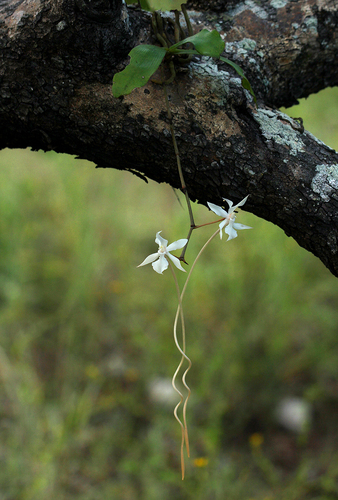 Aerangis kotschyana (Rchb.f.) Schltr. 3