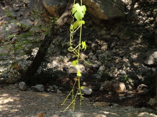 vinič hroznorodý lesný (Vitis vinifera sylvestris)
