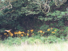 Ligularia japonica