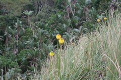 Kniphofia rooperi