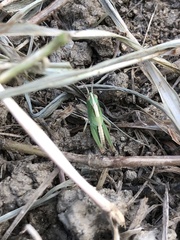 Aiolopus thalassinus tamulus