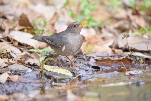 Tickell's Thrush