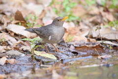 Turdus unicolor