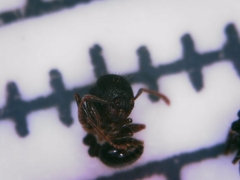 Tetramorium forte