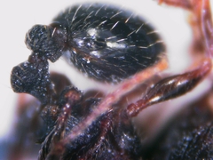 Tetramorium forte