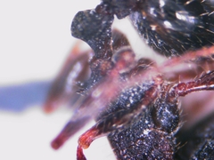 Tetramorium forte