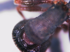 Tetramorium forte