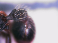 Tetramorium forte