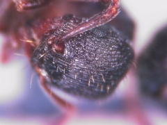 Tetramorium forte