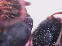 Tetramorium forte