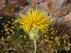 Centaurea rupestris