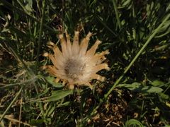 Centaurea rupestris