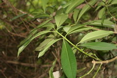 Voacanga thouarsii