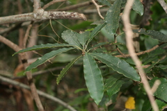 Voacanga thouarsii