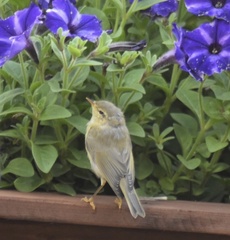 Phylloscopus trochilus
