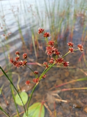 Juncus militaris
