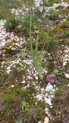 Watsonia strictiflora