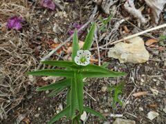 Pseudostellaria rigida