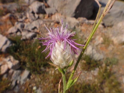 Crnopjegasta zečina (Centaurea deusta)