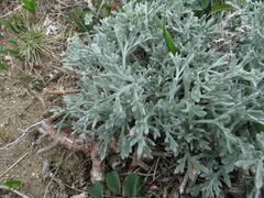 Artemisia pannosa