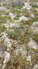 Watsonia strictiflora