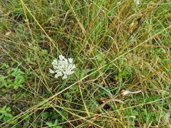 Daucus carota