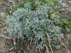 Artemisia pannosa