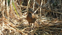 Anas platyrhynchos