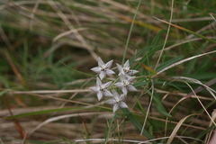 Asclepias praemorsa