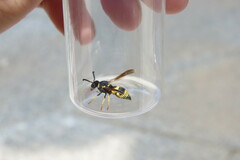 Euodynerus dantici violaceipennis