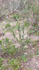 Lobostemon capitatus