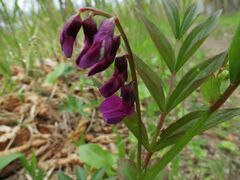 Lathyrus komarovii