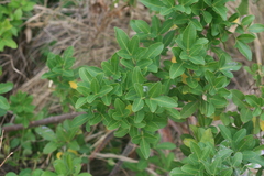 Searsia natalensis