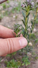 Lobostemon capitatus