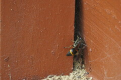 Orancistrocerus drewseni