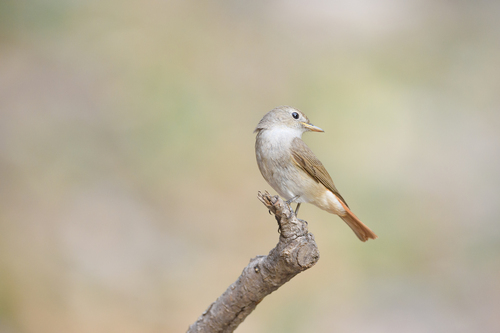 Rusty-tailed Flycatcher (Ficedula ruficauda), photo 10