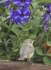 Phylloscopus trochilus