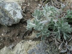 Artemisia pannosa