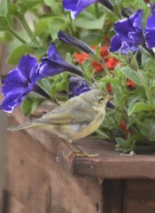 Phylloscopus trochilus