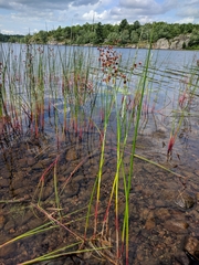 Juncus militaris