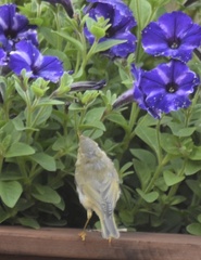 Phylloscopus trochilus