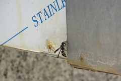 Euodynerus nipanicus nipanicus