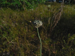 Allium strictum