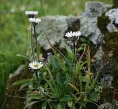 Erigeron eriocalyx