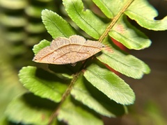 Paracolax bilineata