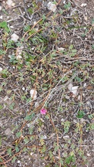 Lampranthus sociorum