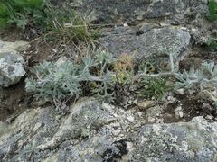 Artemisia pannosa