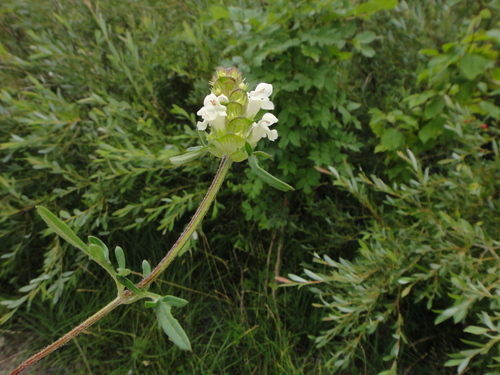 čiernohlávok zastrihovaný (Prunella laciniata)